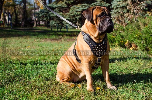 Bullmastiff Harness Leather with Brass Spikes for Walk, Training