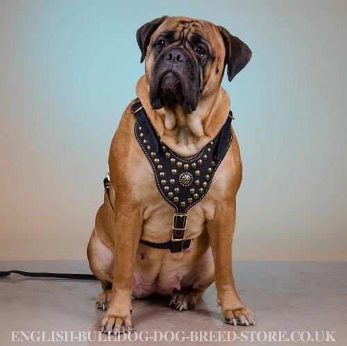 Bullmastiff Leather Harness Luxury Brass Studded & Nappa Padded