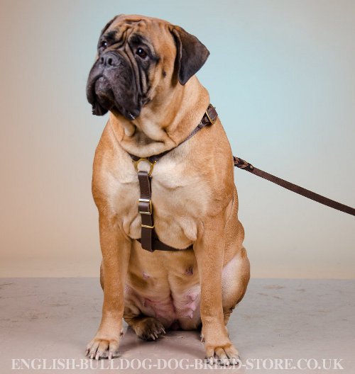 Bullmastiff Harness of Two-Ply Leather for Walking and Training