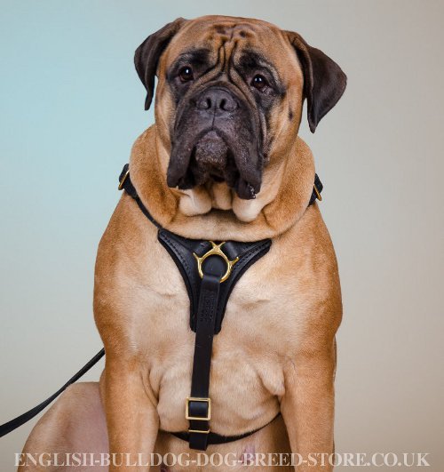 Bullmastiff Leather Harness with Brass Hardware for Easy Walking - Click Image to Close