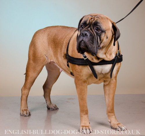 Bullmastiff Weight Pulling Harness of Leather, Sporting Dog Gear