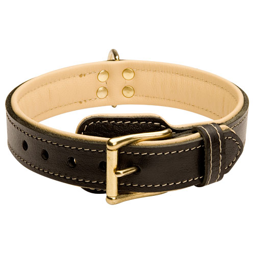 Bestseller! English Bulldog Collar Nappa Padded with Fur Saver Plate