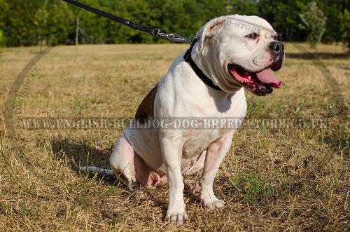 Collar of American Bulldog of Nylon with Quick-Release Buckle - Click Image to Close