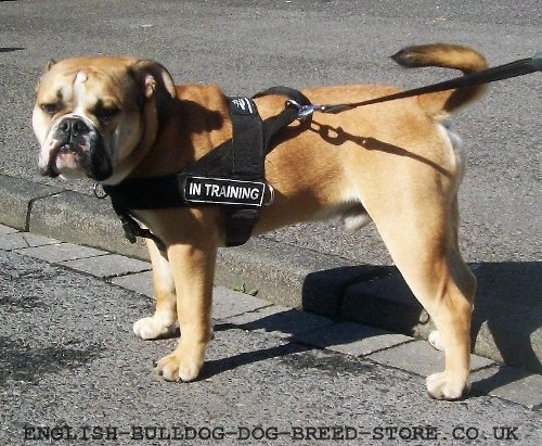 Continental Bulldog Nylon Harness with Patches Multi-Purpose Use - Click Image to Close