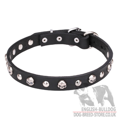 Cool English Bulldog Collar Narrow Leather with Skulls and Studs