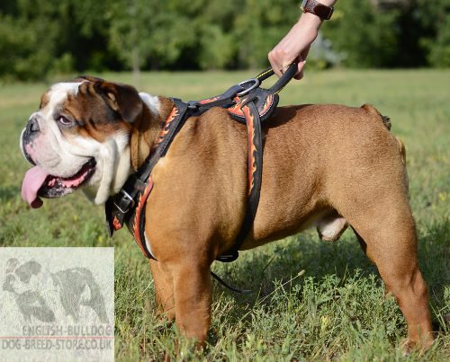 English Bulldog Harness for Sale