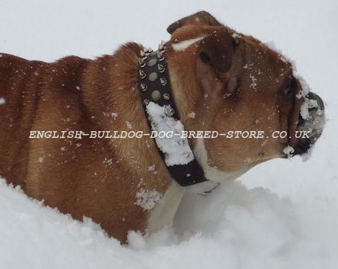 English Bulldog Leather Collar with Nickel Spikes & Brass Studs