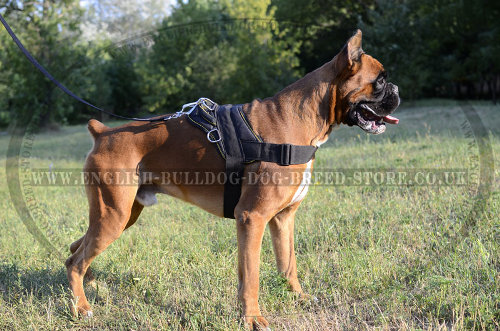 Dog Harness for a Boxer of Nylon with Handle for Multiply Use