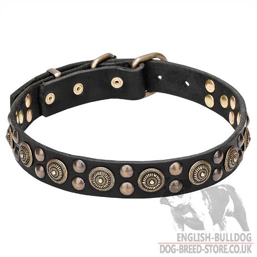English Bulldog Collar of Leather with Bohemian Brass Decoration