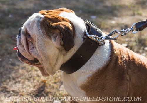 English Bulldog Collar Leather of Laconic Design and Extra Width