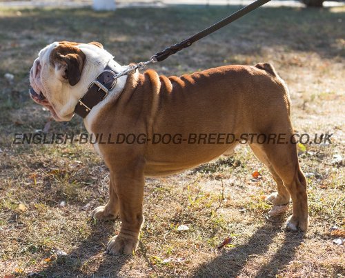 English Bulldog Collar of Classic Design, Genuine Leather