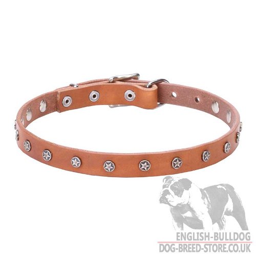 English Bulldog Collar with Star-Shaped Studs on Leather