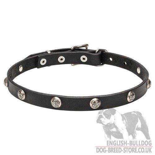 English Bulldog Cute Dog Collar with Floral Patterned Studs