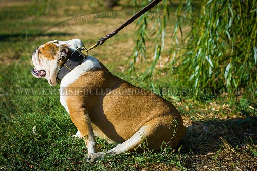 Leather Stylish Dog Collar with Brass Plates for English Bulldog