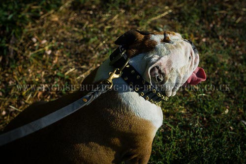 Spiked Leather Dog Collar New Shining Design for English Bulldog