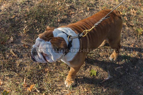 English Bulldog "Trainer" Silent Rolled Leather Choke Dog Collar