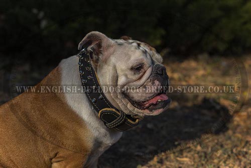 Two-Ply Leather Dog Collar Spiked in Style for English Bulldog