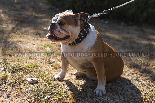 Wide Spiked Dog Collar of Natural Leather for English Bulldog