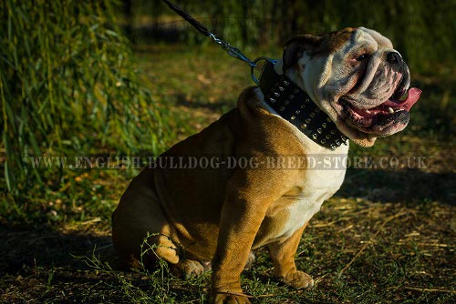 Wide Leather Cool Spiked Studded Dog Collar for English Bulldog