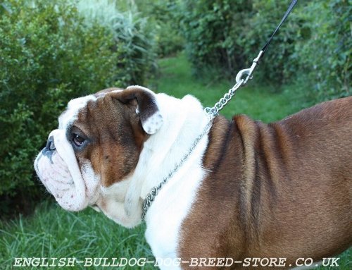 English Bulldog Quality Dog Slip Collar for Obedience Training