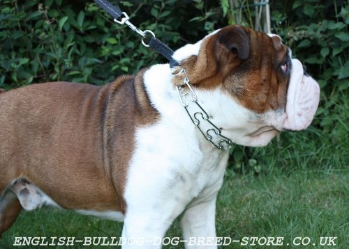 Strong Dog Pinch Collar with Snap Buckle for Bulldogs, 3.99 mm