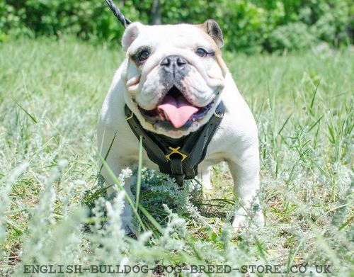 Bestseller! Luxury Padded Leather Dog Harness for English Bulldog