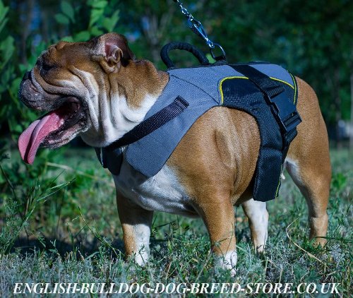 English Bulldog Harness Vest of Nylon for Support and Warming - Click Image to Close
