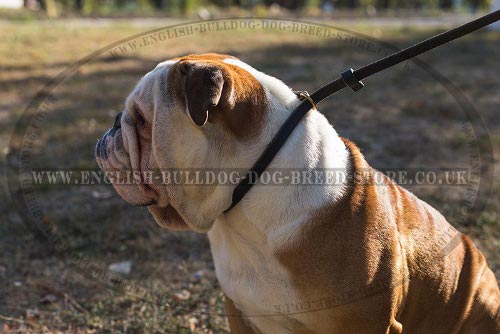 English Bulldog Leash and Collar Set for Obedience and Calm Walk