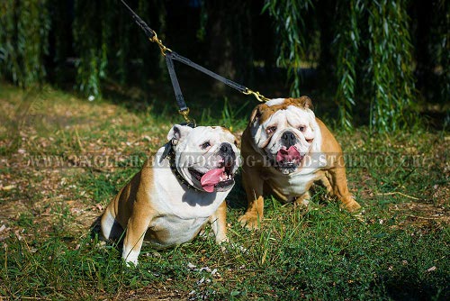 Walking Leather Leash Coupler for Owning Two English Bulldogs