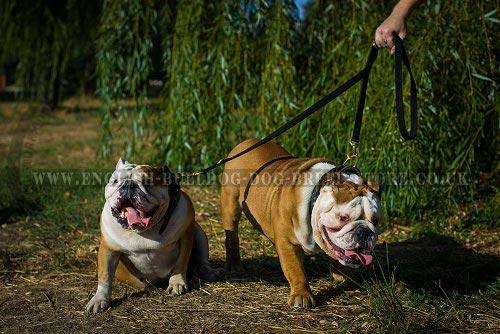 English Bulldog Nylon Dog Leash Two Carbines Multi-Function Use - Click Image to Close