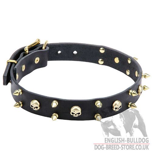 Biker Dog Collar with Brass Spikes & Skulls for English Bulldog