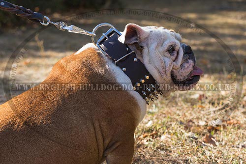 Massive Leather Dog Collar Spiked & Studded for English Bulldog