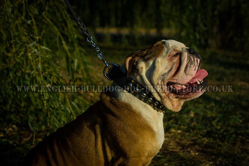 English Bulldog Leather Collar with Golden Spikes & Round Studs