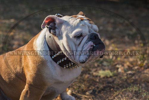 "Gladiatory" Extra Wide Spiked Dog Collar for English Bulldog