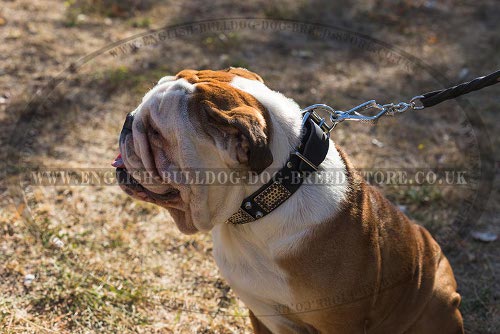 English Bulldog Collar Decorated with Nickel Cones and Plates - Click Image to Close