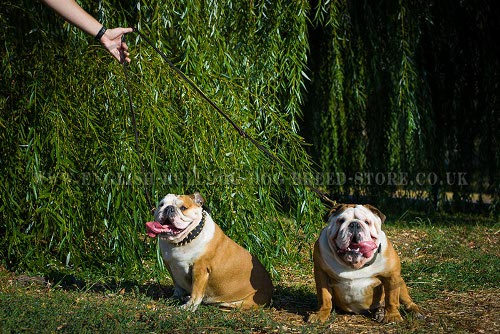 English Bulldog Leash Multi-Purpose with Six Modes of Use - Click Image to Close