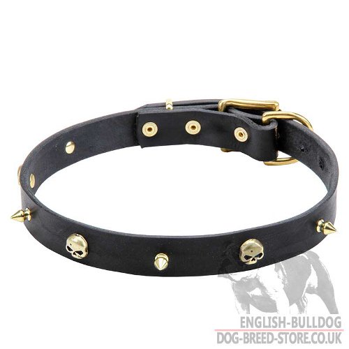 Real Pirate Collar for English Bulldog Old Sea Dog Style