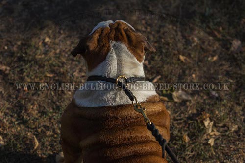 Rolled Leather Dog Choke Collar, English Bulldog Good Behavior