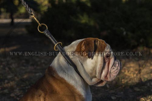 English Bulldog Rolled Leather Dog Collar for Obedience Training