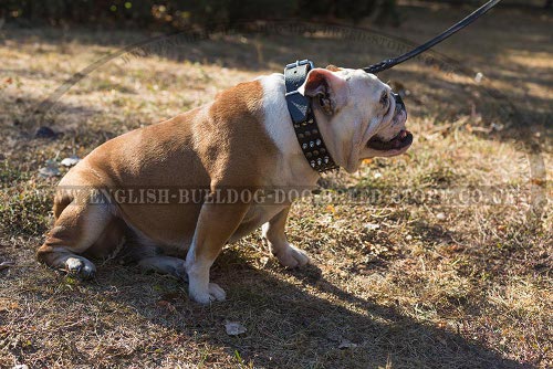 Trendy Dog Collar Studded and Spiked for English Bulldog
