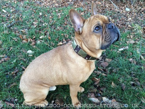 French Bulldog Collar Decorated with Nickel Plates and Studs