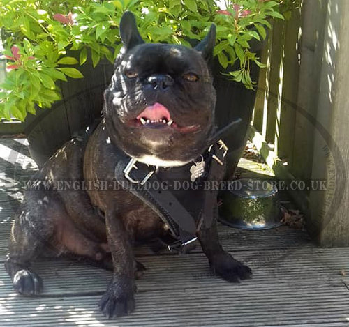 French Bulldog Leather Harness of Extra Strength for Dog Control - Click Image to Close