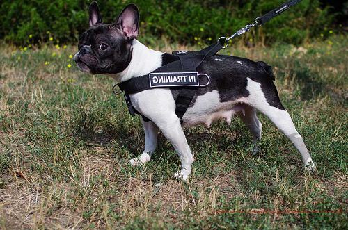 No Pull Dog Training Harness of Nylon for French Bulldog - Click Image to Close