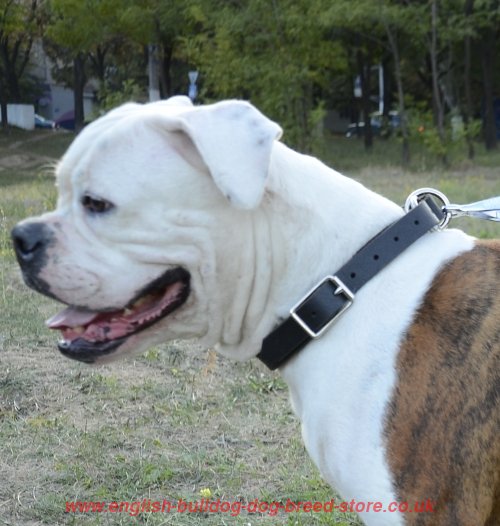 Double Leather Choke Collar for Bulldogs