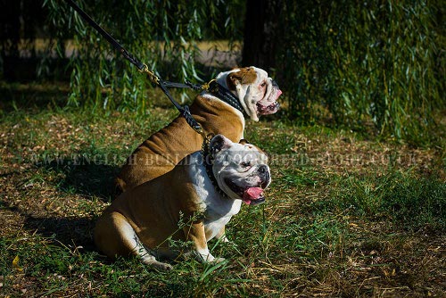 Leather Dog Leash Coupler for Two English Bulldogs Easy Walking