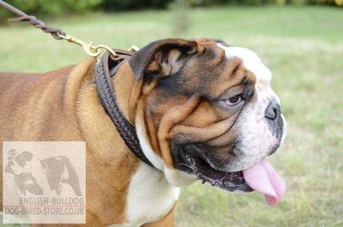 Braided Dog Collars UK Leather for English Bulldog Obedience - Click Image to Close