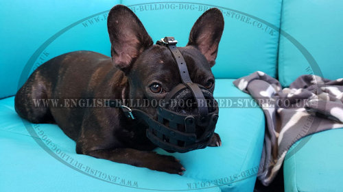 Bestseller! Leather Dog Muzzle Soft Felt Padded for French Bulldog