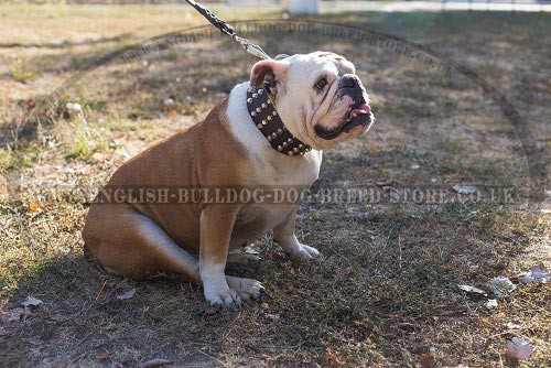 English Bulldog Massive Dog Collar Studded with Marvel Pyramids