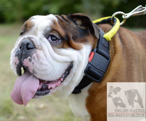 English Bulldog Collar UK Nylon