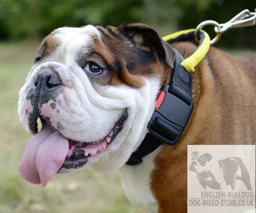 Nylon Dog Collar with Quick Release Buckle and Handle - Click Image to Close